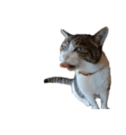 猫ねこにゃんぽ（個別スタンプ：40）