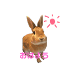 ちょふりんの毎日（個別スタンプ：11）