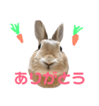 ちょふりんの毎日（個別スタンプ：16）