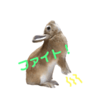 ちょふりんの毎日（個別スタンプ：20）