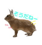 ちょふりんの毎日（個別スタンプ：24）