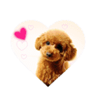 toy poodle Pomo2（個別スタンプ：1）