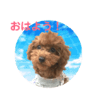 toy poodle Pomo2（個別スタンプ：2）