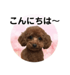 toy poodle Pomo2（個別スタンプ：3）