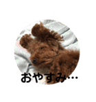 toy poodle Pomo2（個別スタンプ：4）