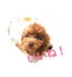 toy poodle Pomo2（個別スタンプ：5）