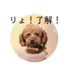 toy poodle Pomo2（個別スタンプ：6）