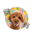 toy poodle Pomo2（個別スタンプ：7）