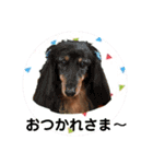 toy poodle Pomo2（個別スタンプ：9）