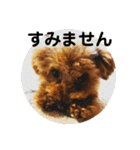 toy poodle Pomo2（個別スタンプ：13）