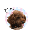 toy poodle Pomo2（個別スタンプ：14）