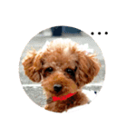 toy poodle Pomo2（個別スタンプ：16）