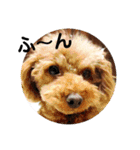 toy poodle Pomo2（個別スタンプ：17）