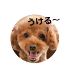 toy poodle Pomo2（個別スタンプ：18）