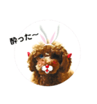 toy poodle Pomo2（個別スタンプ：19）