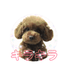 toy poodle Pomo2（個別スタンプ：20）