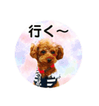 toy poodle Pomo2（個別スタンプ：21）