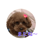 toy poodle Pomo2（個別スタンプ：22）