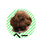 toy poodle Pomo2（個別スタンプ：24）