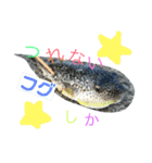 カゴ釣りスタンプ（個別スタンプ：9）