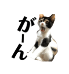 猫と使えるスタンプ～その4～（個別スタンプ：1）