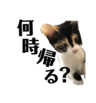 猫と使えるスタンプ～その4～（個別スタンプ：2）