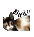 猫と使えるスタンプ～その4～（個別スタンプ：4）
