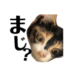 猫と使えるスタンプ～その4～（個別スタンプ：6）