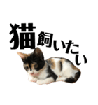 猫と使えるスタンプ～その4～（個別スタンプ：7）