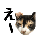 猫と使えるスタンプ～その4～（個別スタンプ：9）
