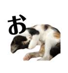 猫と使えるスタンプ～その4～（個別スタンプ：12）
