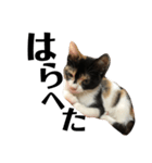 猫と使えるスタンプ～その4～（個別スタンプ：13）