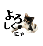 猫と使えるスタンプ～その4～（個別スタンプ：14）