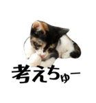 猫と使えるスタンプ～その4～（個別スタンプ：15）