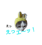 haku nyan 2（個別スタンプ：1）