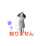 haku nyan 2（個別スタンプ：2）