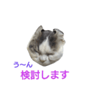 haku nyan 2（個別スタンプ：5）