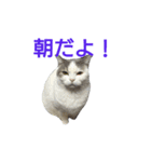 haku nyan 2（個別スタンプ：8）