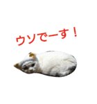 haku nyan 2（個別スタンプ：12）