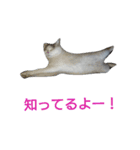 haku nyan 2（個別スタンプ：16）