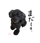 となりのぷー（個別スタンプ：1）