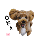 となりのぷー（個別スタンプ：4）