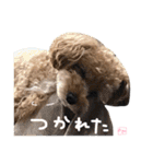 となりのぷー（個別スタンプ：11）