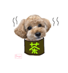 となりのぷー（個別スタンプ：22）