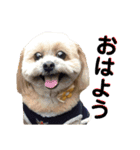 愛犬クマの日常（個別スタンプ：1）