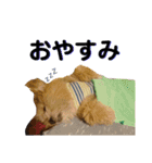 愛犬クマの日常（個別スタンプ：2）