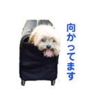 愛犬クマの日常（個別スタンプ：4）