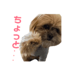 愛犬クマの日常（個別スタンプ：5）