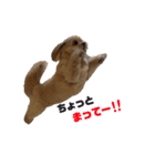愛犬クマの日常（個別スタンプ：6）