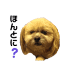 愛犬クマの日常（個別スタンプ：9）